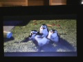 Opening To Shrek 2 2004 DVD