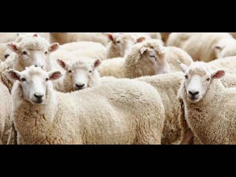 A na lejohet të bëjmë kurban nëse kemi marë kredi në bankë? - Dr. Imam Ahmed Kalaja