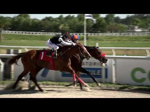 CARRERAS HIPODROMO LAS PIEDRAS - 211112 c06 1° DOG PRINCIPE