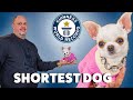 New World's Shortest Dog - Guinness World Records