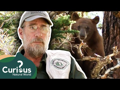 The Bear Wrangler - Steve Searles | The Bear Whisperer | Documentary | Curious?: Natural World
