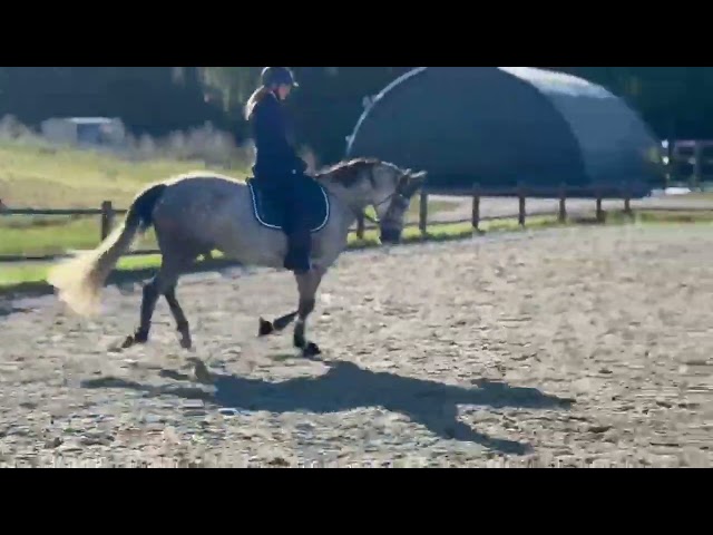 Magnifique jument PRE excellents papiers