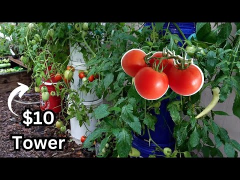 , title : 'They Said It Couldn't Be Done, Cheap & Easy Hydroponic Tomatoes'