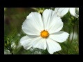 Dean Evenson & Tom Barabas ~ Soft Petal