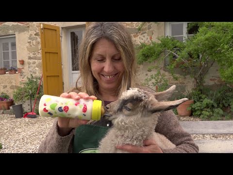 LE CAPRETTE DI MONICA - Ediz. RAI