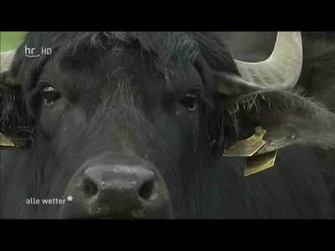 Projekt vom 27.10.2017 Wasserbüffel