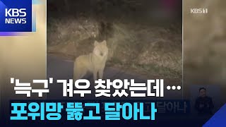 탈출 늑대 ‘늑구’ 포위망 뚫고 달아나 / KBS  2026.04.14.