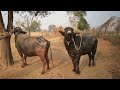 Rajasthani Bull Buffalo Cross