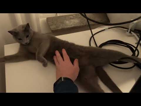 Russian Blue cat Ekaterina shows her belly, is it a trap? Let’s find out!