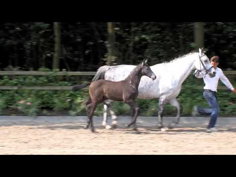 Cat. 100 Qinton Z (Quiwi Dream x Casall) / www.veulenveilingprinsjesdag.nl