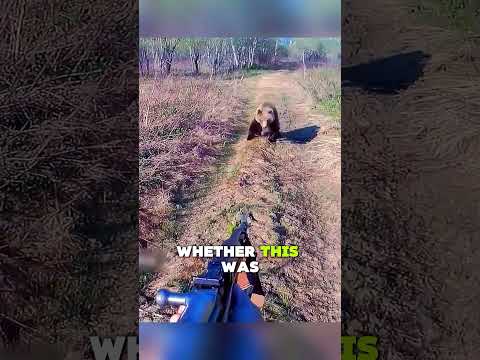 When a Bear Meets a Gun#animals #wildlife #help #bear
