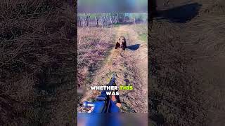 When a Bear Meets a Gun#animals #wildlife #help #bear