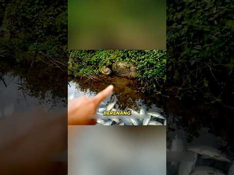 Menemukan Air Terjun di Tengah Hutan dan Membuat Kolam Ikan Raksasa!