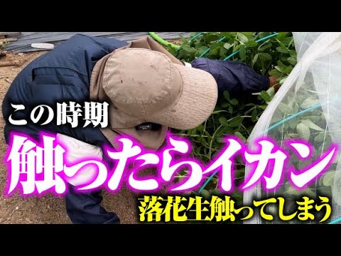 【落花生は触らないでください】でも触る【枝豆】【おつな姫】【落花生】【おおまさりネオ】【Qナッツ】