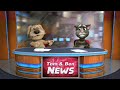 Talking Tom News Tom Saying Oh Shiitake Mushrooms