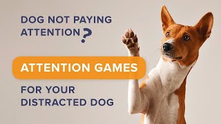 Dog Not Paying Attention? Attention Games for Your Distracted Dog