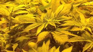 Blueberry Gum Week 1 Flowering Medical Marijuana Grow