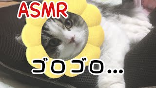[ASMR]真夜中のプンくんの喉ゴロゴロ音
