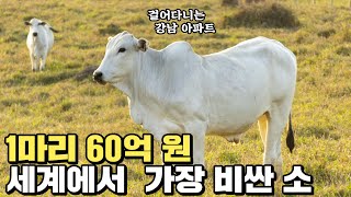 소 1마리 60억원, 왜 이렇게 비싼가