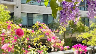 陽台愈來愈有花園的樣子了😍#歐的陽台花園#手作恐龍後揹包 #20250327