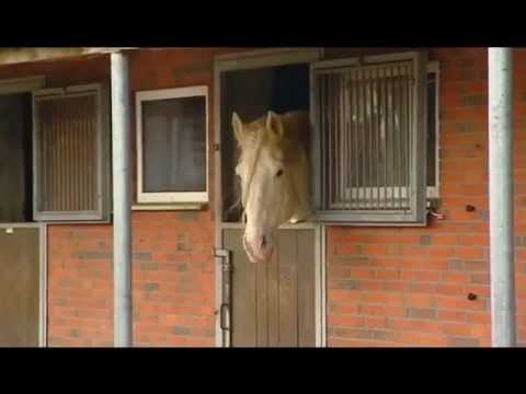 Der XXL-Ostfriese - Nachwuchsfreuden (Teil 1)