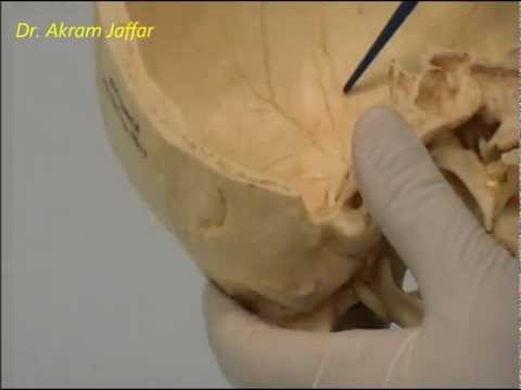 Osteology Of The Skull: 1 Introduction