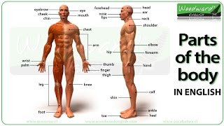 Parts of the body in English