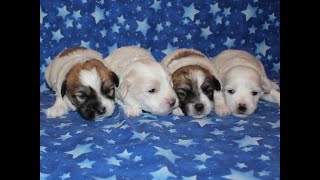 Coton Puppies For Sale - Ireland 7/8/19