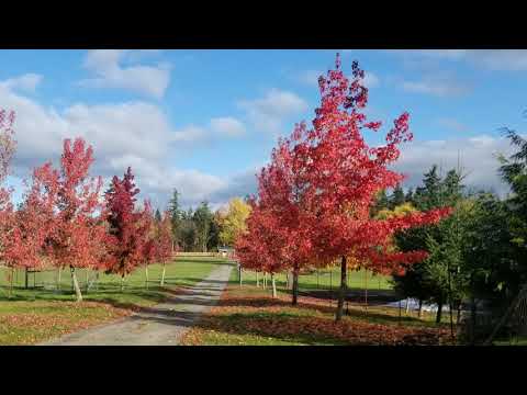 video thumnail