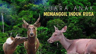 Download lagu Suara rusa manggil induk || fawn in the wild || junior amatir mp3 Download lagu Suara rusa manggil induk || fawn in the wild || junior amatir mp3