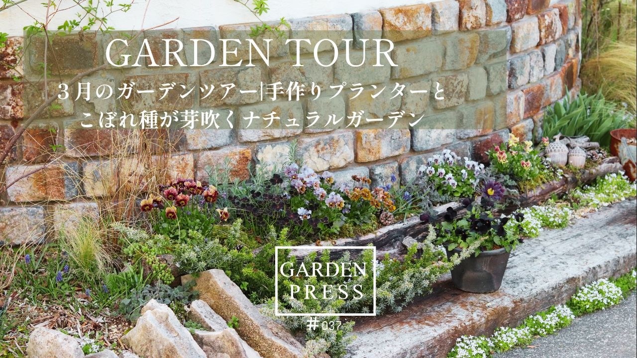 【ガーデンツアー】こぼれ種が彩る春の庭｜枯れ木で作ったプランター｜DIY｜ガーデニング｜３月のガーデンツアー｜マイガーデンツアー