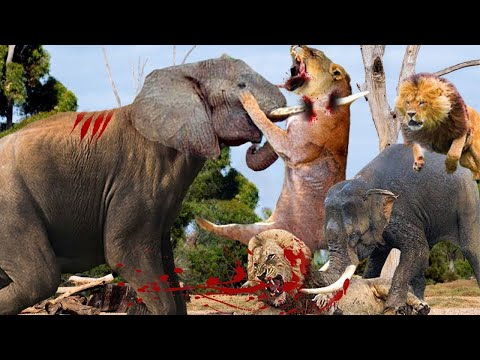 Crazy Elephant Destroys Brutal Lion King - The Lion Can't Escape From The Pursuit Of The Elephants