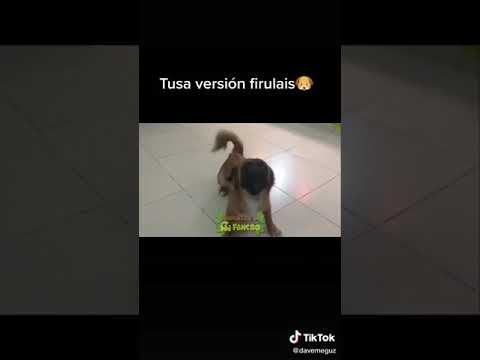 Tusa versión perro