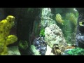 Kenyi Cichlids 