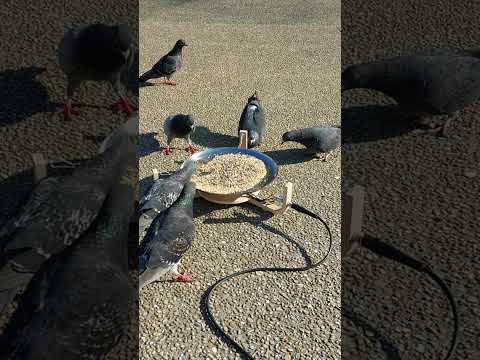 Pigeons Make Music with an Electronic Bird Feeder
