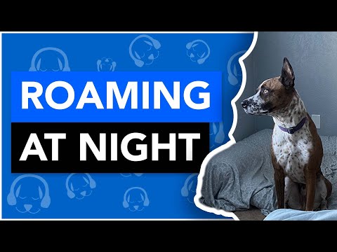 YouTube video about: Should I let my cat roam the house at night?