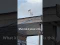 What Is That Crazyanimals