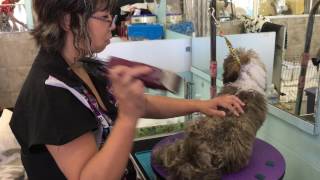First Time Puppy Grooming Training By KM
