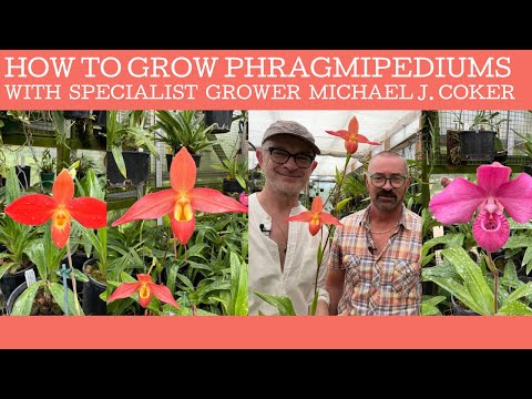 How to grow Phragmipedium orchids with specialist grower Michael J. Coker.