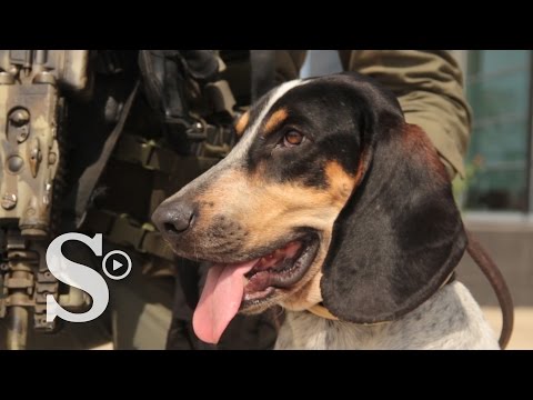 El perro espía de Otoniel, jefe  de los Urabeños