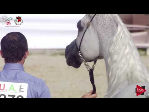 N 279 ELIXIR OF SHANGHAI E A    UAE Nationals 2019