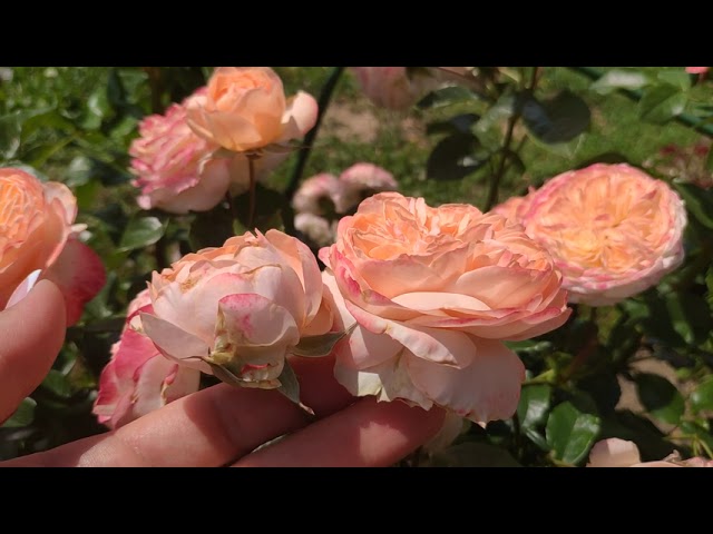 Роза Sourire Du Havre /Сурир дю Хавр(Авр)