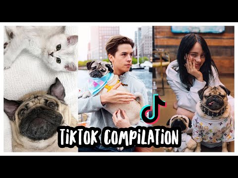 Doug The Pug's Best TikToks - Compilation