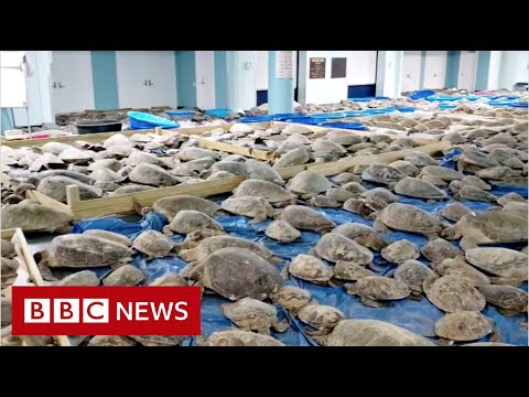 德州天氣寒冷，數千只驚魂未定的海龜獲救 - BBC News (Thousands of cold-stunned turtles rescued from Texas weather – BBC News)