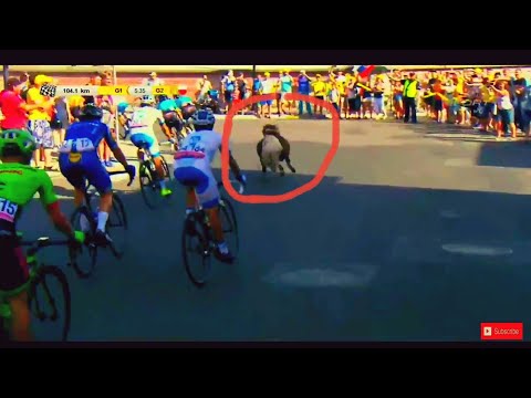 Kucyk na Tour de Pologne i specjalista od koni - etap 6 |Horse in tour de pologne|