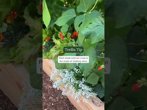 Use trellises to create a micro-climate for shade-tolerant crops. 🌱🌤