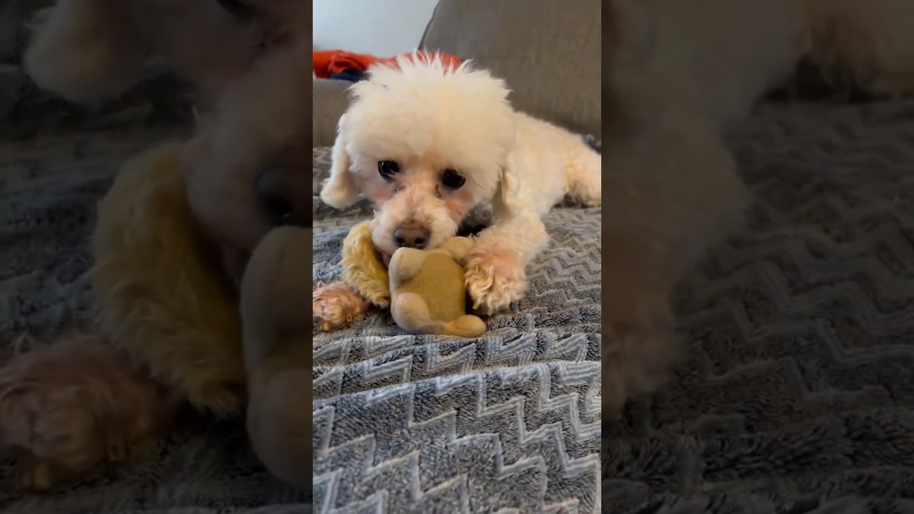Enlarge Ernie, a ADOPTABLE mixed breed in Almonte, ON video 6/6