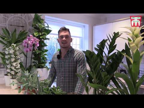 Sansevieria Snake Houseplant - 1 or 2 Potted Plants in 12cm or 19cm pots - Image 6