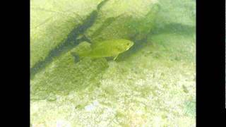 preview picture of video 'Lake Winnipesaukee Dive Trip September 3 2011.mpg'