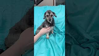 Video preview image #1 Havanese-Lowchen Mix Puppy For Sale in Cuba, NY, USA